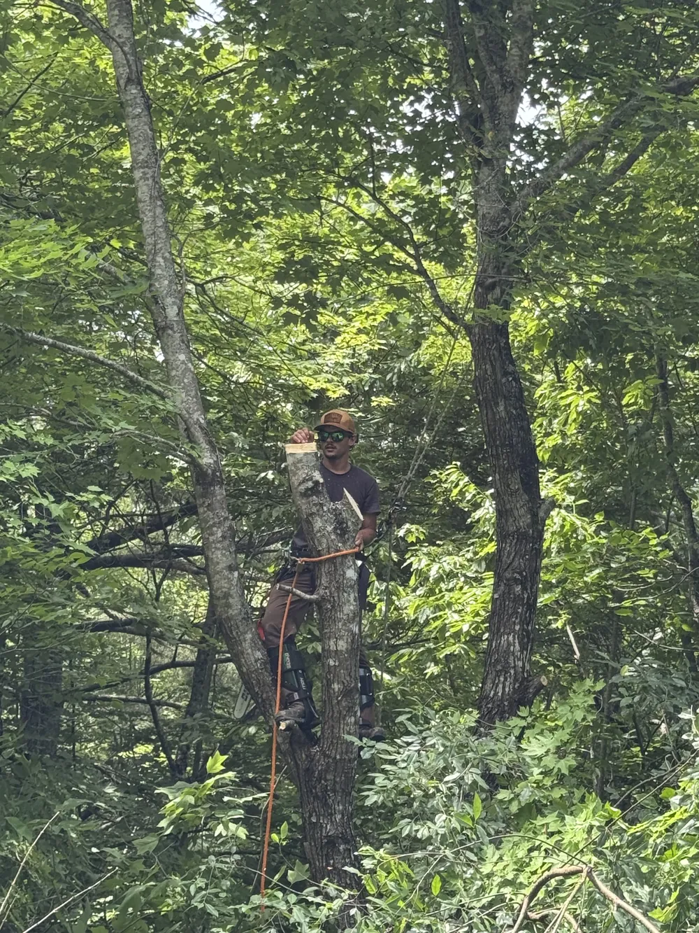 A crew member perched on a cut section of trunk high in the canopy, chainsaw in hand, taking a moment between cuts.