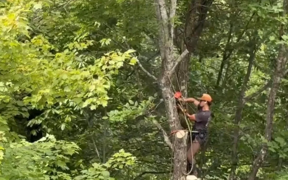 A climber with an orange helmet working near the top of a tall tree above a road, rope and gear visible.