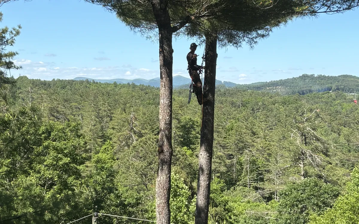 A climber high in twin pines with the forest canopy and distant mountain ridges opening up behind him.