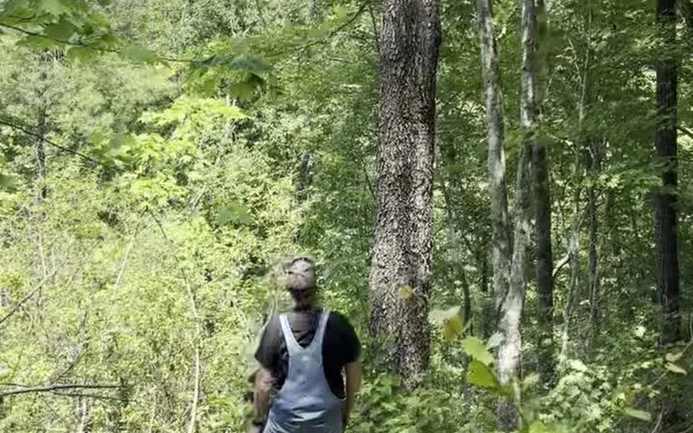 A crew member in overalls standing a safe distance back, looking up at a tall leaning tree mid-felling.