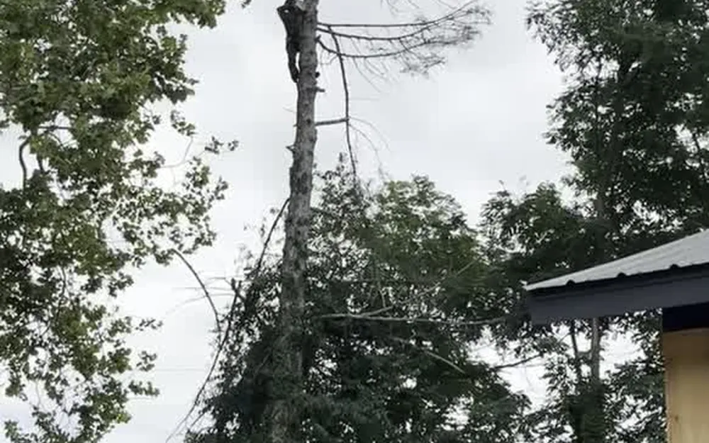A dead, storm-damaged tree leaning into the branches beside a cabin, with a climber working near the top to bring it down in sections.