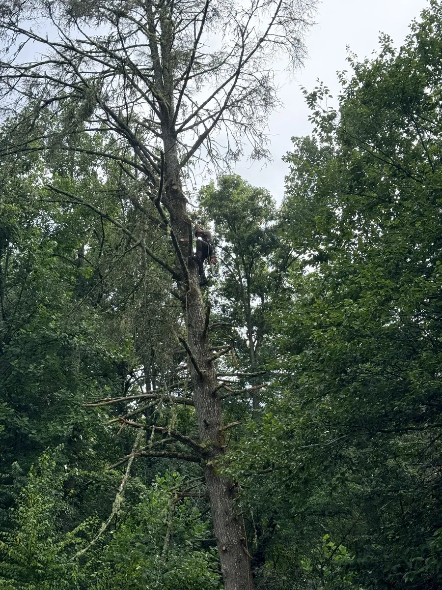 A climber high in a bare-topped tree, harnessed in, working near the top where the wood has already been cut back.